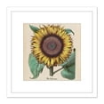 thumbnail image 1 of Large Sunflower Flos Solis Maior 8X8 Inch Square Wooden Framed Wall Art Print Picture with Mount, 1 of 4
