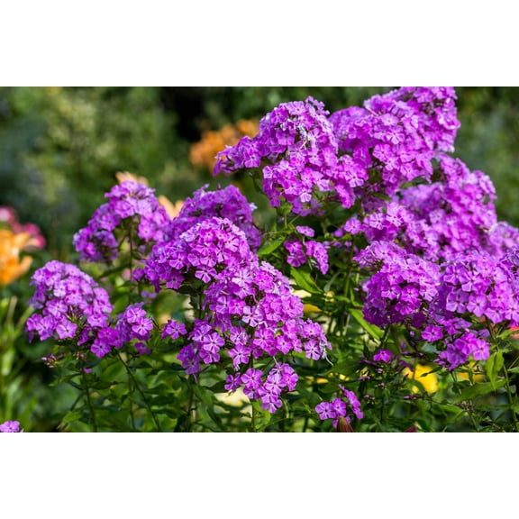 10 Tall PURPLE PHLOX Paniculata Garden Summer Native Hummingbird Flower Seeds