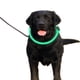 thumbnail image 1 of Collar de perro LED con clip ajustable, recargable por USB, collar de perro brillante para seguridad nocturna, collar iluminado de moda para perros pequeños, medianos y grandes, cable USB, verde,, 1 of 1