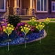 thumbnail image 5 of Luces solares de flores para exterior | Luces LED solares ajustables con estaca para jardín, con encendido y apagado automático | Iluminación decorativa para jardín resistente al agua IP65 (hasta 8, 5 of 5