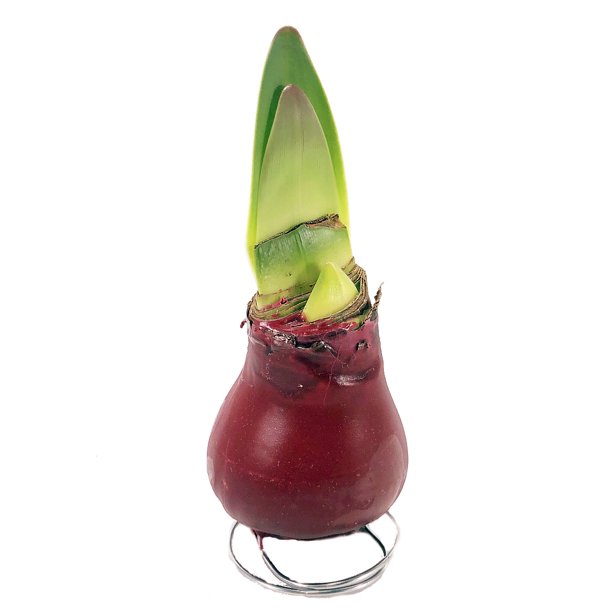 Red Waxed Amaryllis Bulb + Gift Box Blooms Without Soil/Water