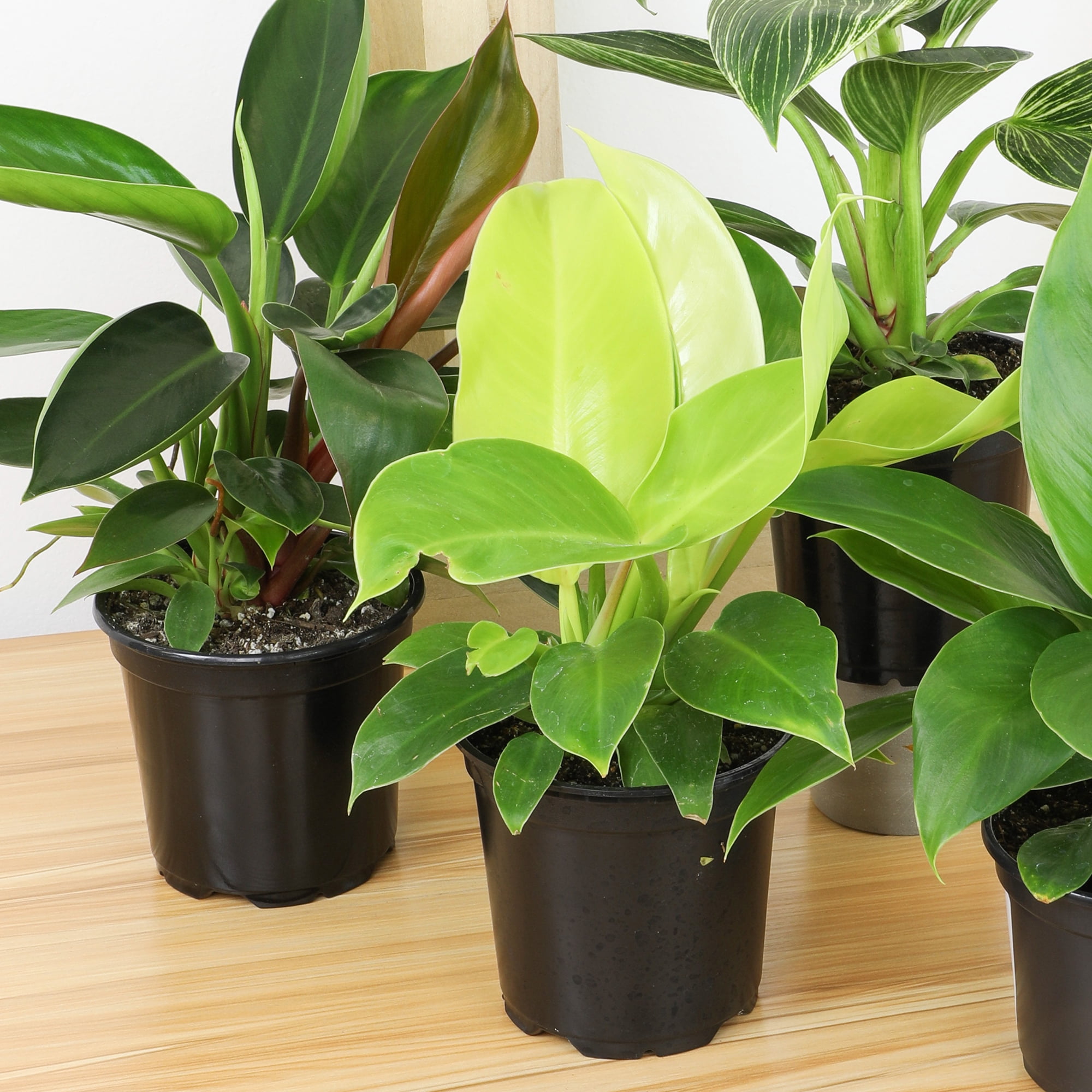 Element Live Philodendron Plant Variety Pack, 3 Easy Care Plants in 4.25in Pots