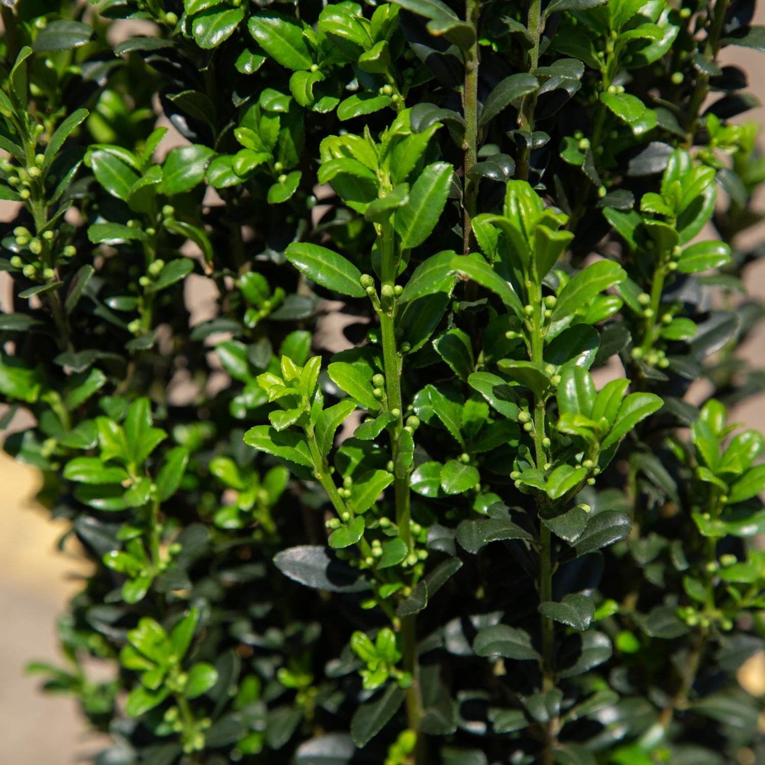 Expert Gardener Sky Pencil Holly (2.5 Quart) Narrow and Upright Evergreen Shrub - Full Sun Live Outdoor Plant