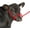 Red, variant on Poly Cow Halter Color: Pink/Lime