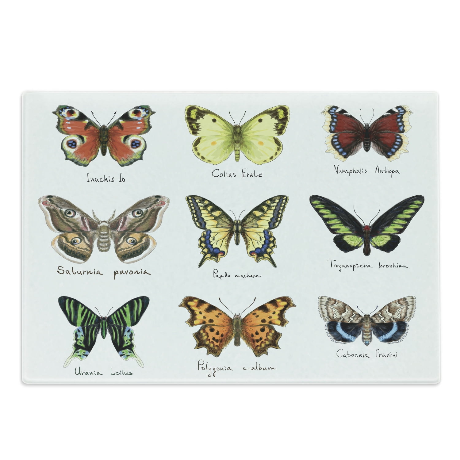 Butterfly Cutting Board, Watercolor Style Spring Insects Urania Helius ...