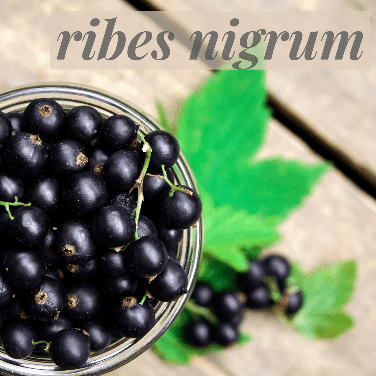 powbab Dried Black Currants - 100% Ribes Nigrum Berries, Unsweetened (4 oz)