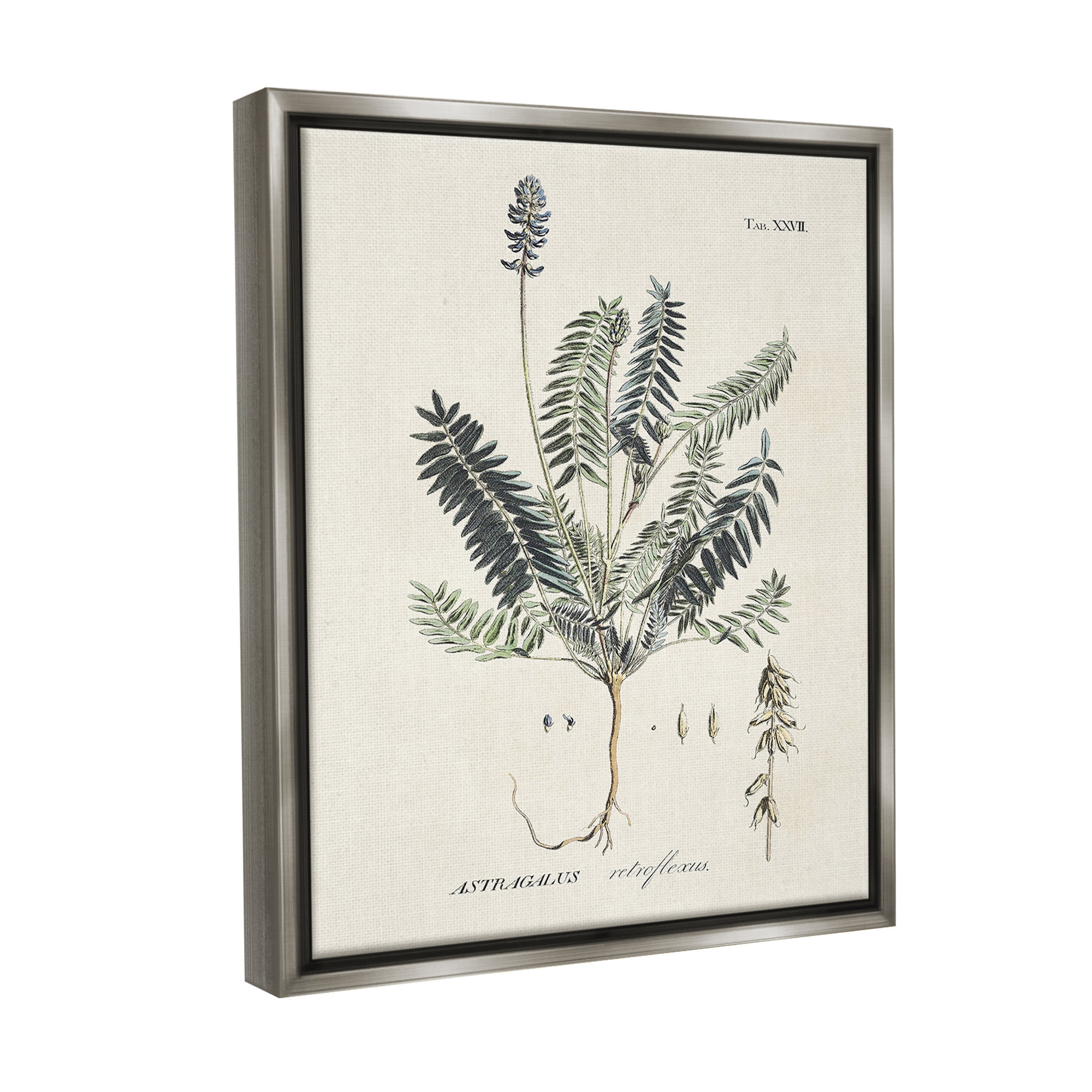 Stupell Industries Vintage Nature Diagram Botanical & Floral Painting Gray Floater Framed Canvas Art Print Wall Art, 17 x 21