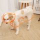 thumbnail image 3 of Chubasquero para perros, impermeable, transparente, ropa de exterior para mascotas, para perros pequeños, medianos, bulldog francés, cachorros, gatos, trajes de macotas, 3 of 5
