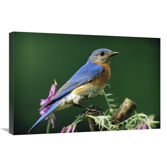 Eastern Bluebird portrait Masculin Ontario Canada-Canvas Art-30"x20 Pouces