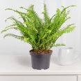thumbnail image 3 of Expert Gardener Live Indoor 18in. Tall Green Kimberly Queen Fern Plant, Partial Sun, in 7in. Grower's Pot, 3 of 3