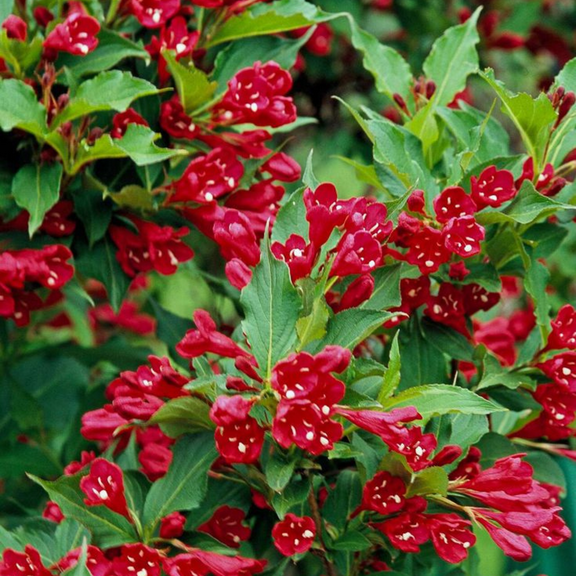 Red Weigela Live Plant 8–10 inch Dormant, Red Flowers Weigela Plant, Weigela Shrubs for Outdoor Planting