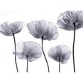 thumbnail image 2 of Frank, Assaf 14x12 White Modern Wood Framed Museum Art Print Titled - Five Poppies, 2 of 4