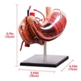 thumbnail image 3 of Heliisoer Stomach Anatomical Model Human Anatomy Model, 3 of 8