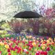 thumbnail image 5 of Umbrellas For Outdoor Plants Sun Protection Yard Decoration Sturdy Convenient Parasol Plants Shade For Outdoor Planter Purple, 5 of 5