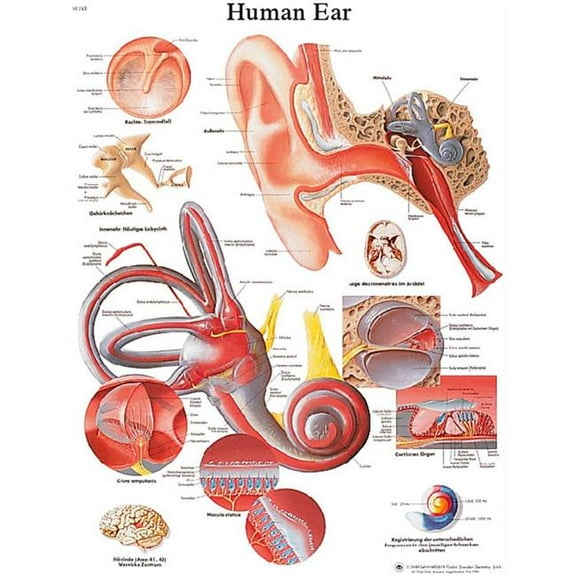 Fabrication B2138131 3B Anatomical Chart - Ear, Paper