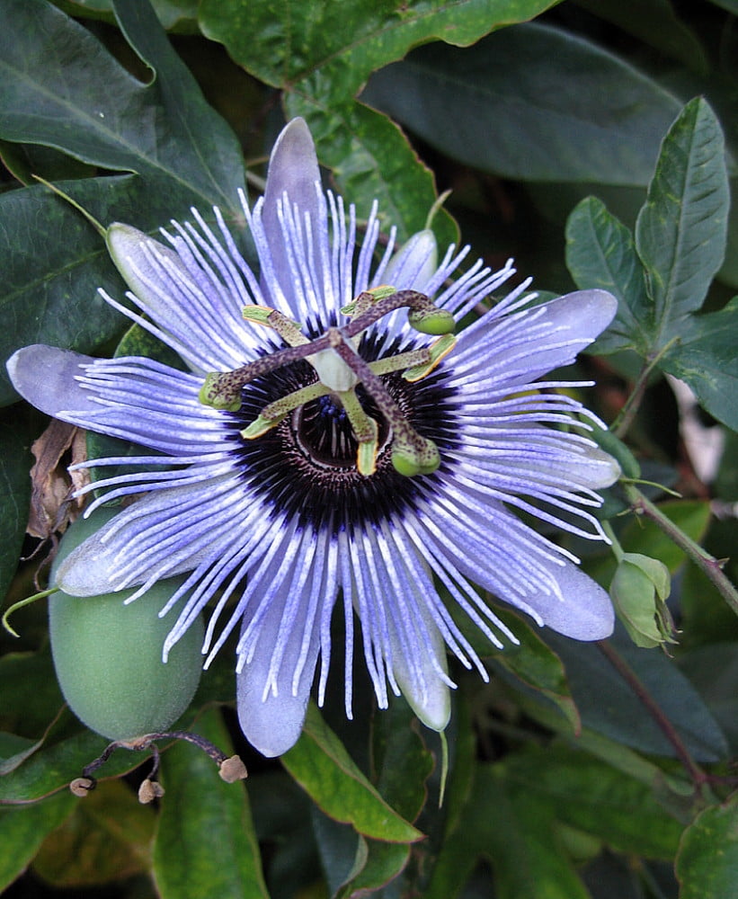 Blue Bouquet Passion Flower Plant Passiflora 4 Pot Walmart Com Walmart Com