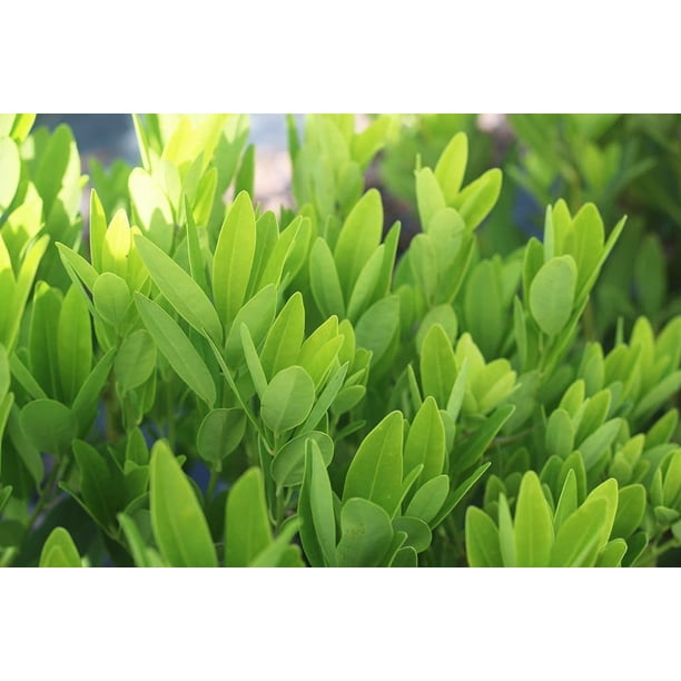 3 Gal. Ocala Anise Dense Southern Privacy Hedge Plant