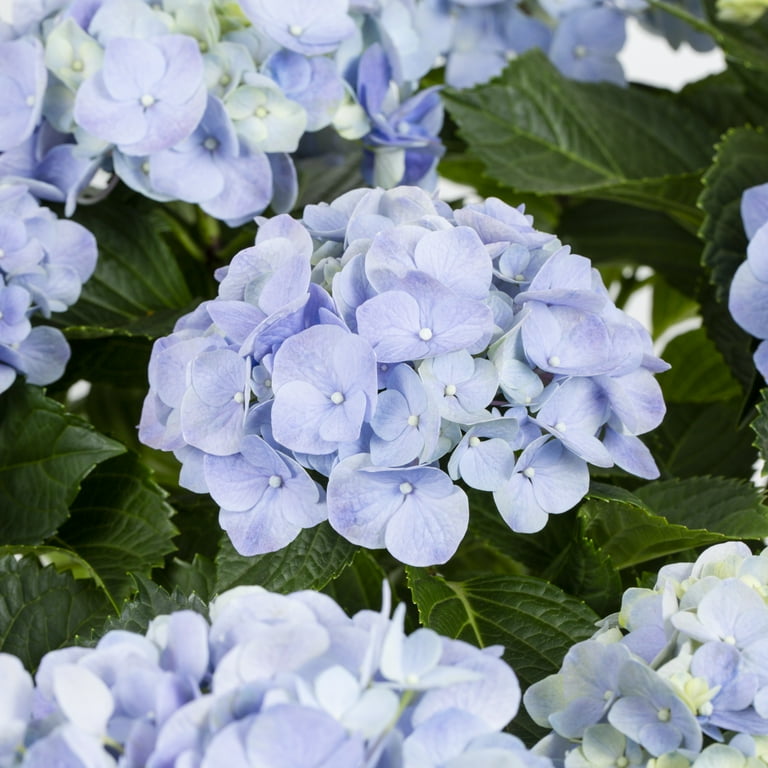 Expert Gardener 1.25gal Blue Hydrangea Live Shrub Plant