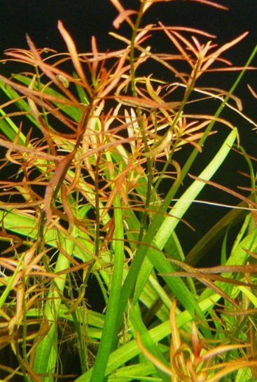 Ludwigia Arcuata Needle Leaf Repens Live Aquarium Plant – Freshwater Aquatic Stem Plant for Fish Tank