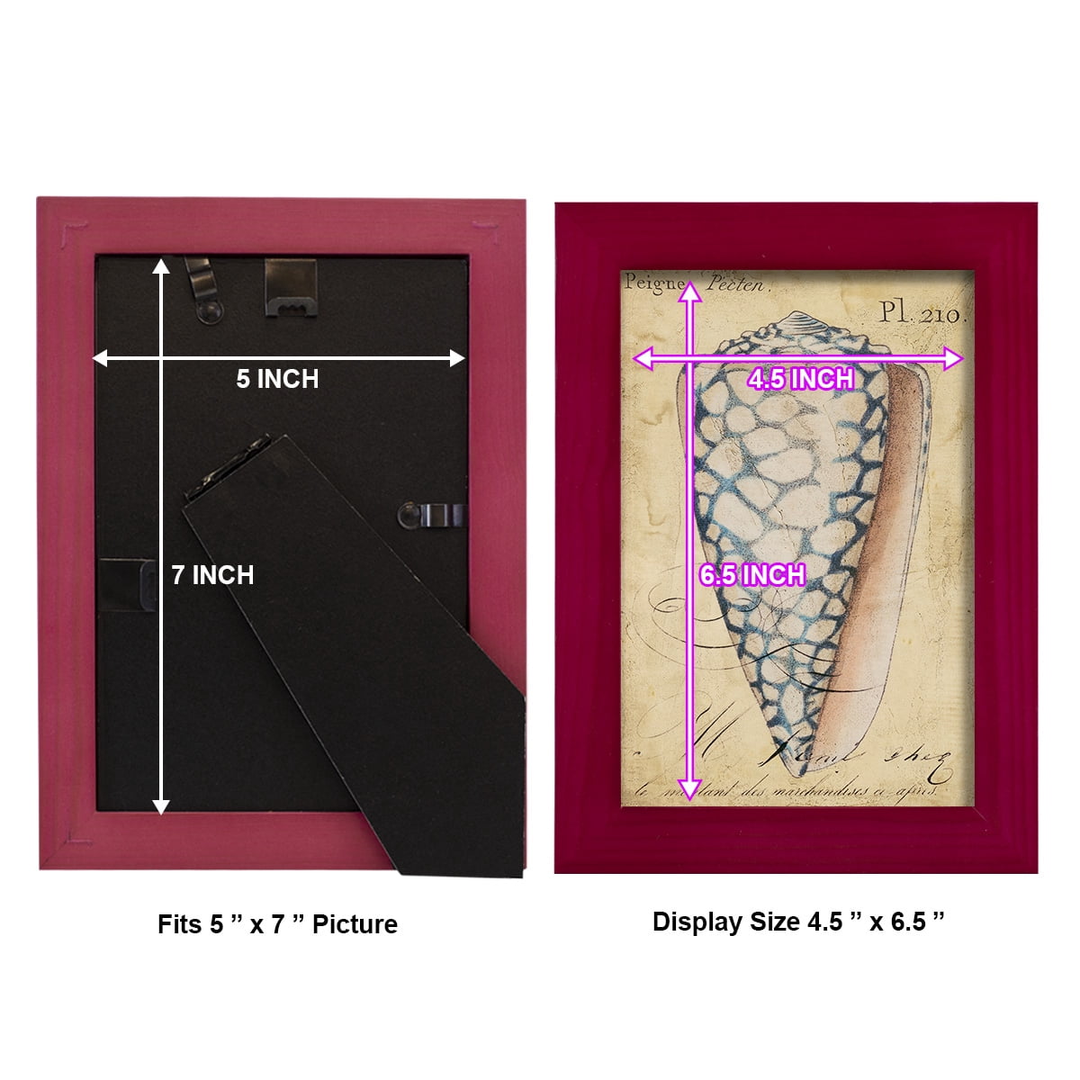 Seashell Ephemera IV - Framed Print w/glass - Cherry Red