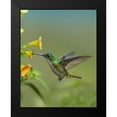 thumbnail image 2 of Fitzharris, Tim 15x18 Black Modern Framed Museum Art Print Titled - Andean Emerald hummingbird feeding on a yellow flower, Ecuador, 2 of 5