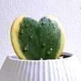 thumbnail image 3 of Variegated Kerri Hoya Plant Live, Rare Cream and Green Heart-Shaped Succulent Vine Leaves, Outdoor Indoor Houseplant Decor, 3 of 6
