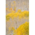 thumbnail image 2 of Jaynes Gallery 11x14 Black Ornate Wood Framed with Double Matting Museum Art Print Titled - USA-Colorado-Uncompahgre National Forest Aspens after autumn snowstorm, 2 of 4
