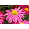 thumbnail image 1 of 100 Rose PINK ROBINSONS DAISY Painted Chrysanthemum Coccineum Pyrethrum Flower Seeds, 1 of 1