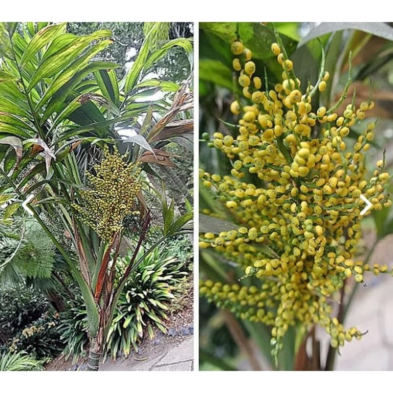 10 Parlor Palm Tree Seeds for Planting - Chamaedorea elegans, Green