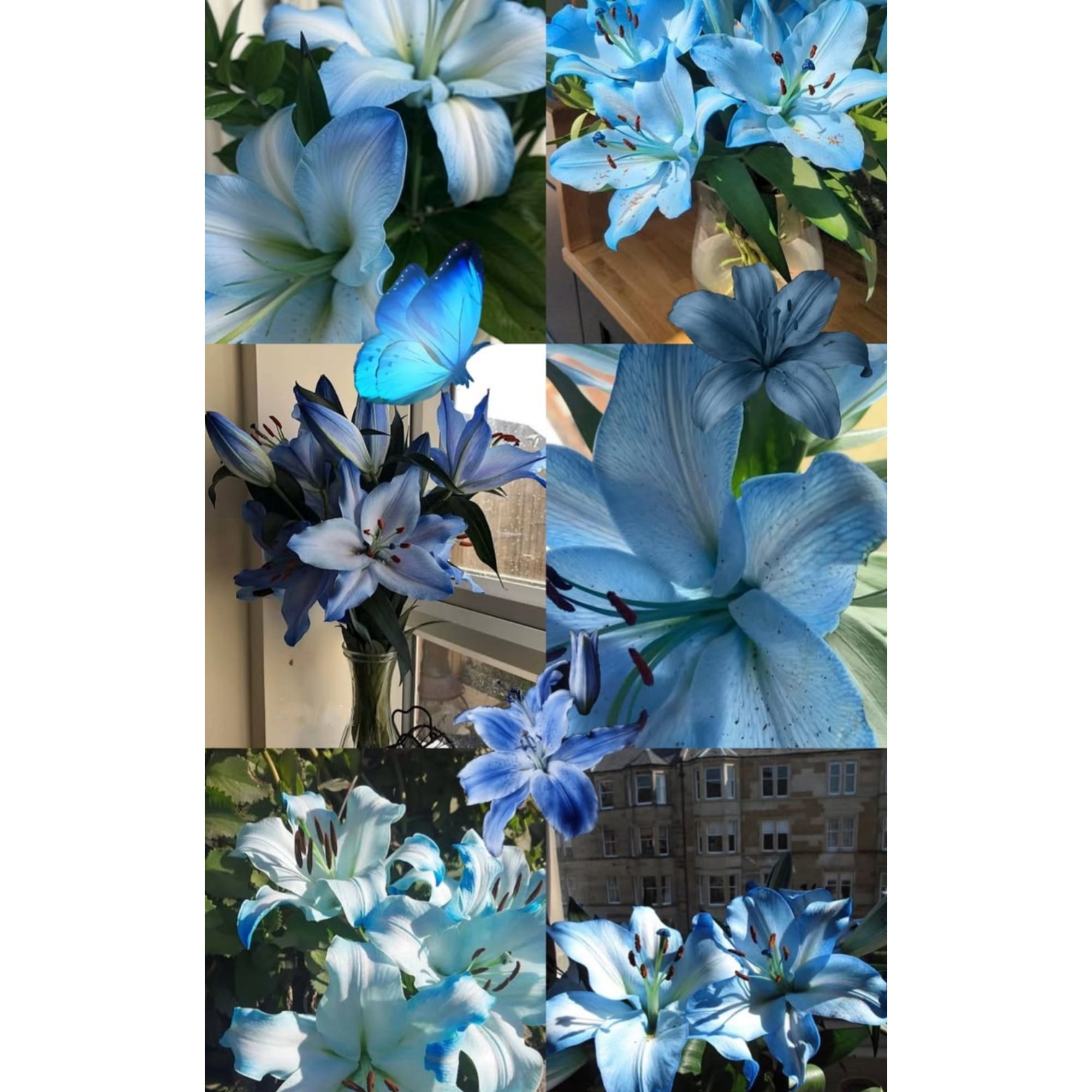 Stunning clump-forming Lily—charming flowers—year-round ornamental appeal—significantly enhances the beauty of the garden