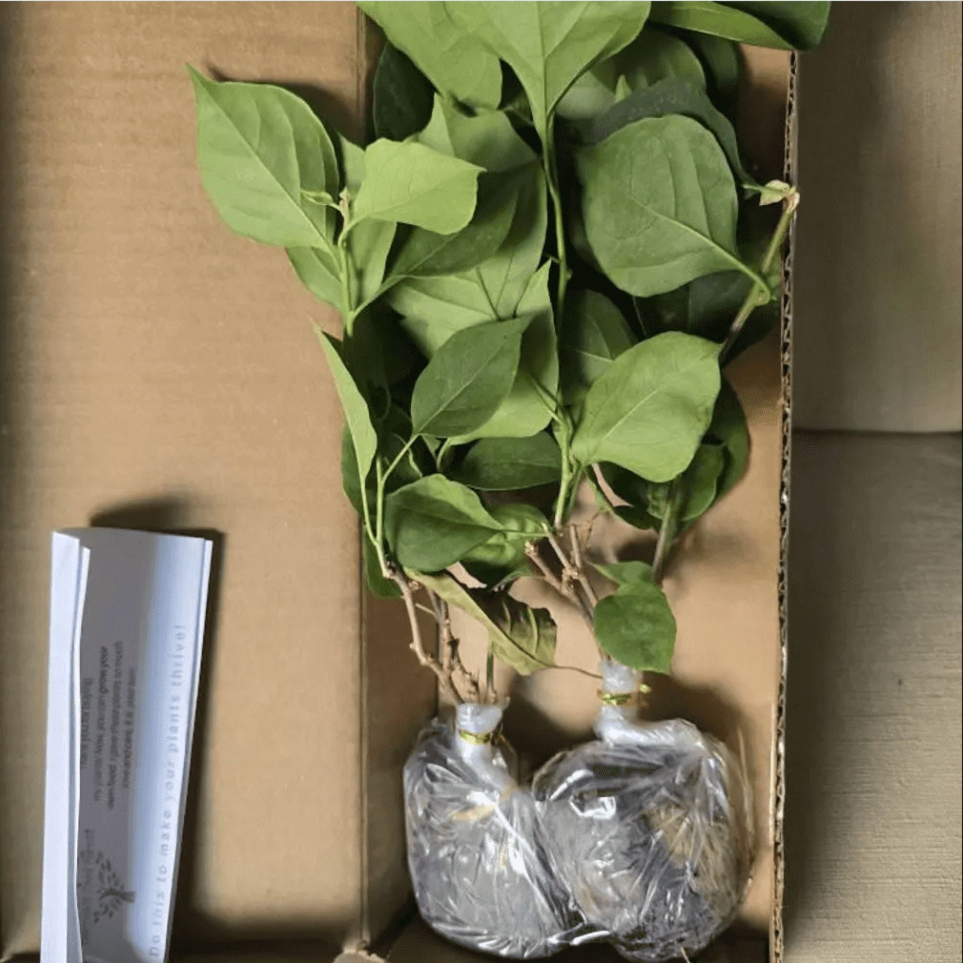 Set 2 Sundown Orange Bougainvillea Live Starter Plants for Planting, Orange Bougainvillea Flower Plants, Rare Multi-Colored Blooms, 4 to 6 Inch Tall, Ship No Pot