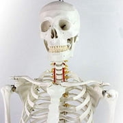 INTBUYING Life Size Human Skeleton Model Medical Full Body Anatomical Teaching Model for Anatomy Teaching and Studying