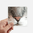 thumbnail image 1 of Animal Local Photograph Picture Sticker Square Waterproof Stickers Wallpaper Car Decal, 1 of 1