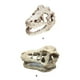 thumbnail image 5 of Adorno para acuario, paisajismo, cabeza, hueso, cueva, decoración acuática, terror, miedo, atmósfera espeluznante, simulación de reptil Suministros de alimentación y agua para mascotas Pequeña Methold PT004365-01, 5 of 6