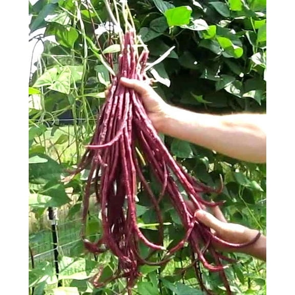 Red Yard Long Bean Seeds/ Annual/ Full Sun/ 160 Seeds 1 oz/ Zellajake Farm and Garden- B66