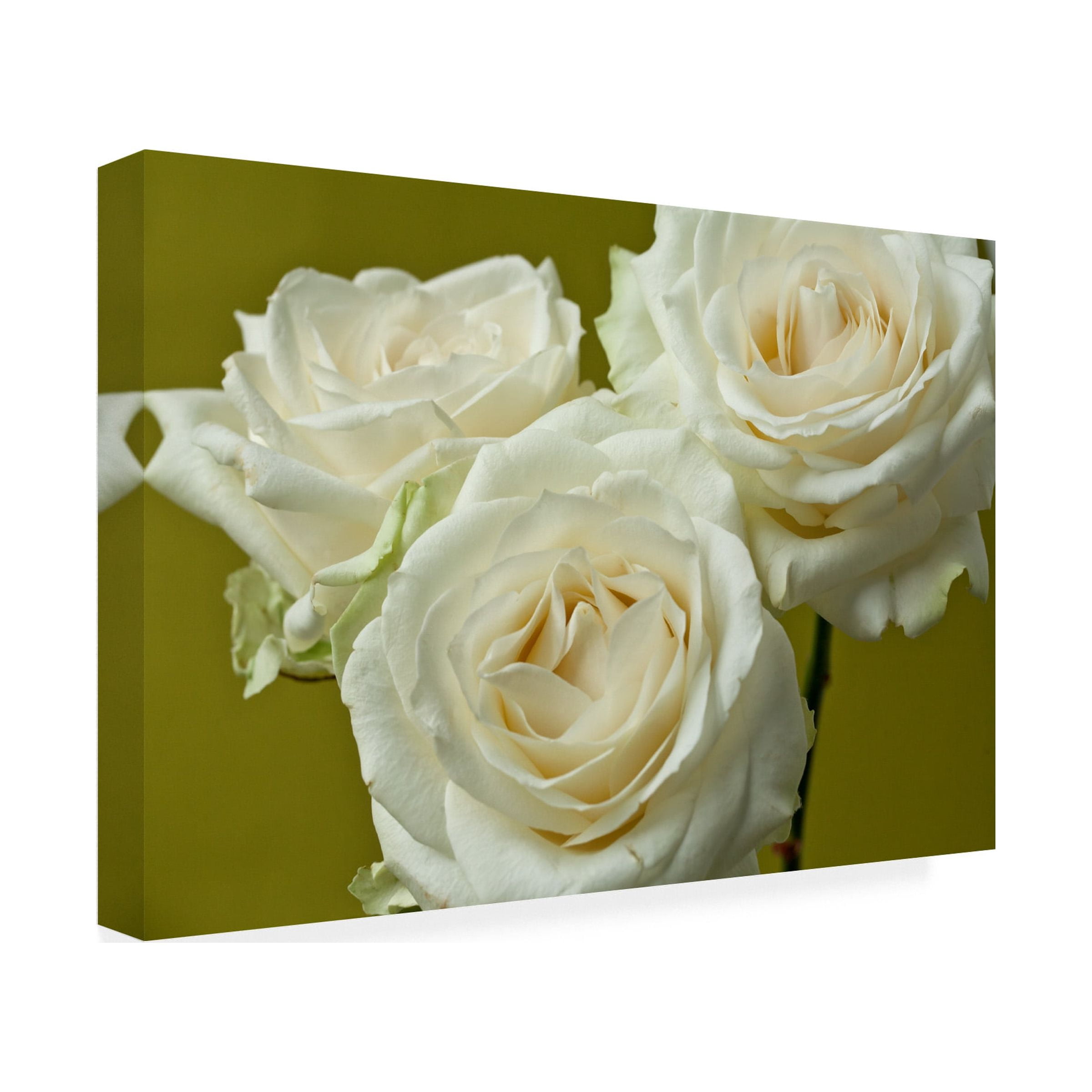 Symposium Design 'Cream Roses' Canvas Art
