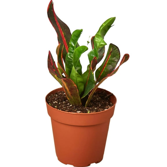 Croton Mammy Live Plant for Indoor | Different Houseplants in 4'' & 6'' Pot | Real House Plant for Living Room, Office, Desk & Bathroom | Codiaeum | Mammy