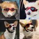 thumbnail image 5 of Gafas para perros Gafas de sol para perros Correa ajustable para gafas de sol UV Protección impermeable para perros, 5 of 5