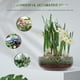 thumbnail image 2 of Pot de flor de naffodil hidropónico agua cerámica lily naffodil jardinería de jardinería, 2 of 8