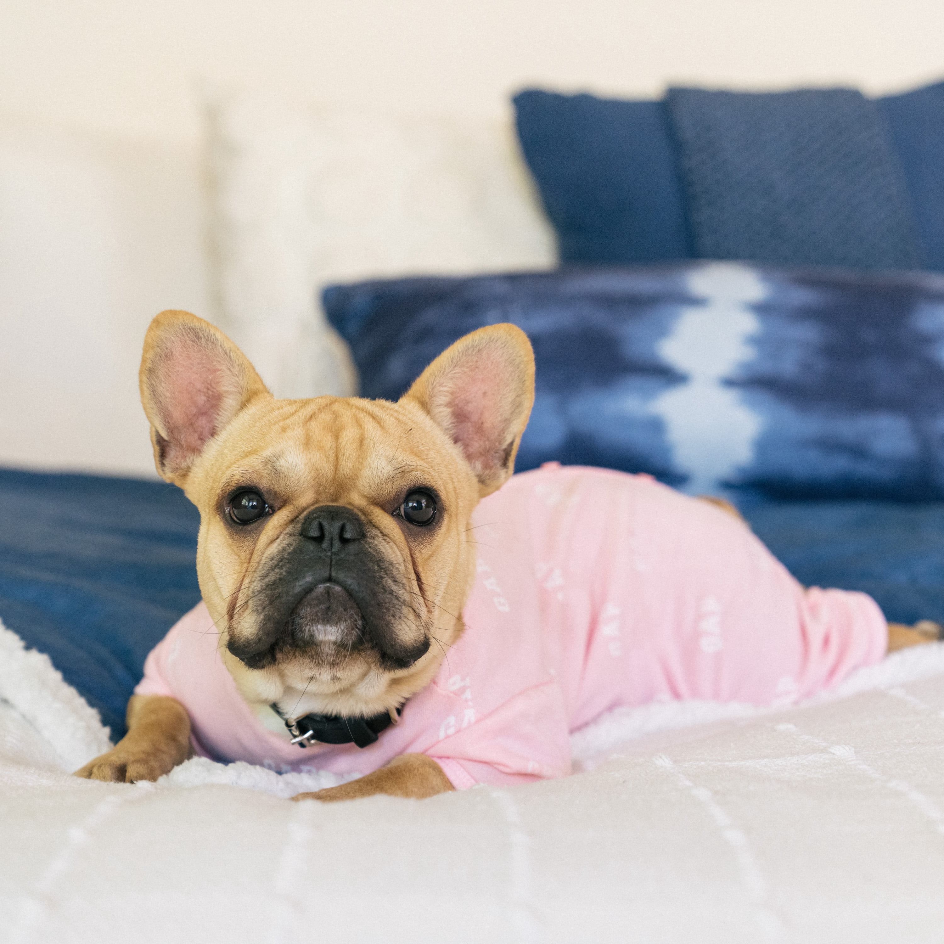 Gap Pet, Dog Clothes, Pink Logo Print Pet Pajama
