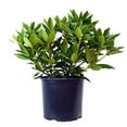 thumbnail image 4 of Roseum Elegans Rhododendron, 4 of 4