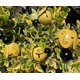 thumbnail image 5 of 504PCS - Juguete para gatos - Estilo bola de menta, 5 of 6
