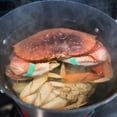 thumbnail image 5 of AirFly Crab, Lobster Claw Rubber Bands & Binder, Protect Lobsters & Crabs, Cook Safe FDA-Compliant Silicone, 100 pcs (Assorted Color), 5 of 8