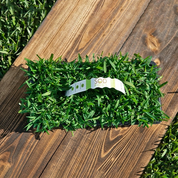 SodPods St Augustine Palmetto Grass Plugs (32 Count) Natural, Affordable Lawn Improvement