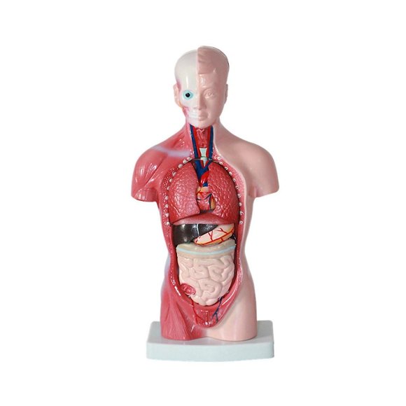 11 Inch Human Torso Body Model Anatomy Anatomical Internal Organs for Student Teaching Study Assemb