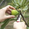 thumbnail image 3 of Perfect Plants LSU Fig 1 Gallon, 3 of 10