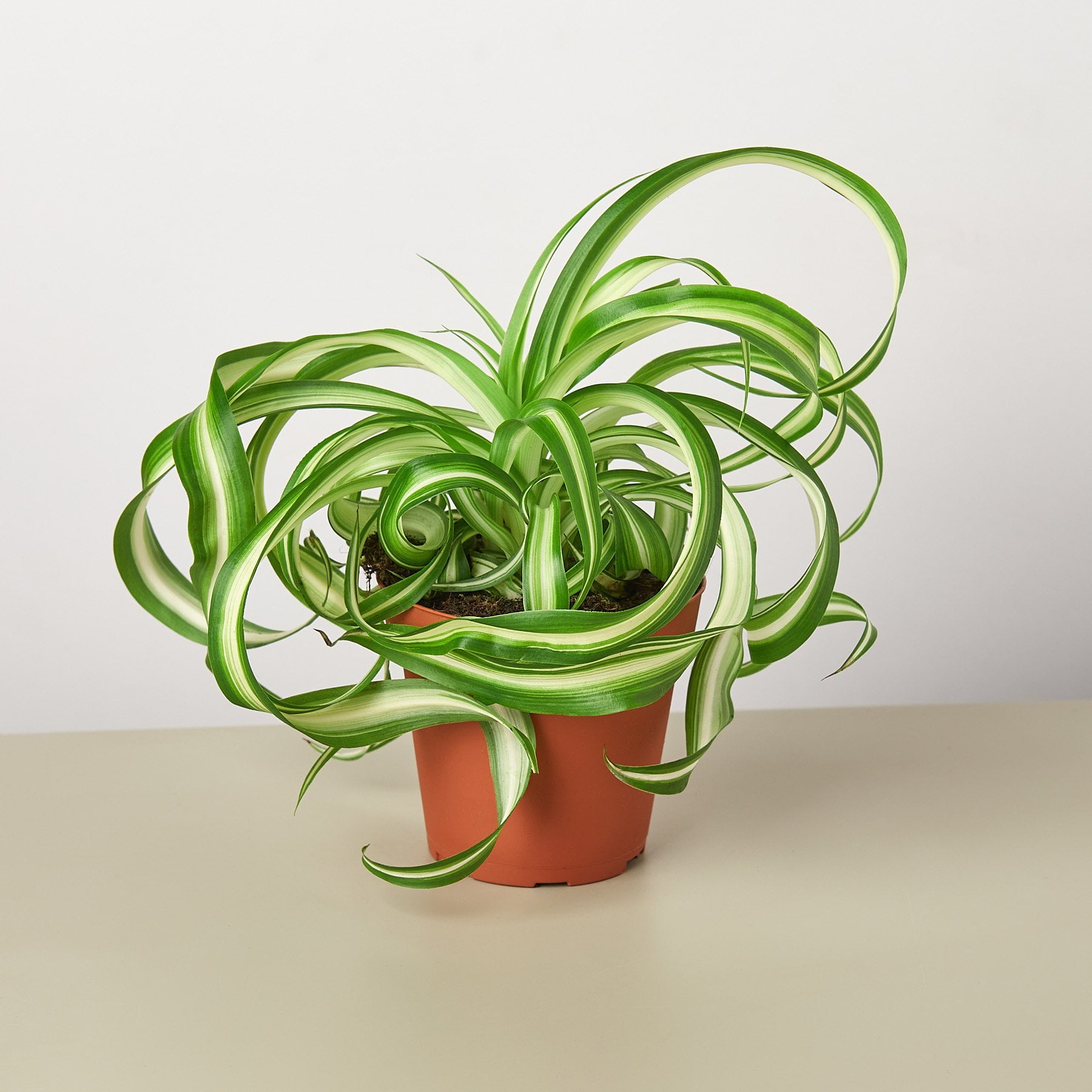 Spider Plant �Bonnie� 4&quot; Pot