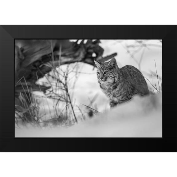 The Yellowstone Collection 14x11 Black Modern Framed Museum Art Print Titled - Bobcat along the Madison River, Yellowstone National Park