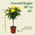 thumbnail image 3 of Tropical Plants of Florida 36" to 42" Yoder Yellow Braided Hibiscus Tree; Flower Plant, Yellow Hibiscus Flower with Red Throat, 3 of 5