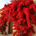 thumbnail image 4 of Red Bougainvillea Plant, Climbing Bougainvillea Plant Live, 4 Inc Pot, 5 - 7 Inc Tall, Vibrant Tropical Flowering Vine for Outdoor Patio and Garden Growing, 4 of 5